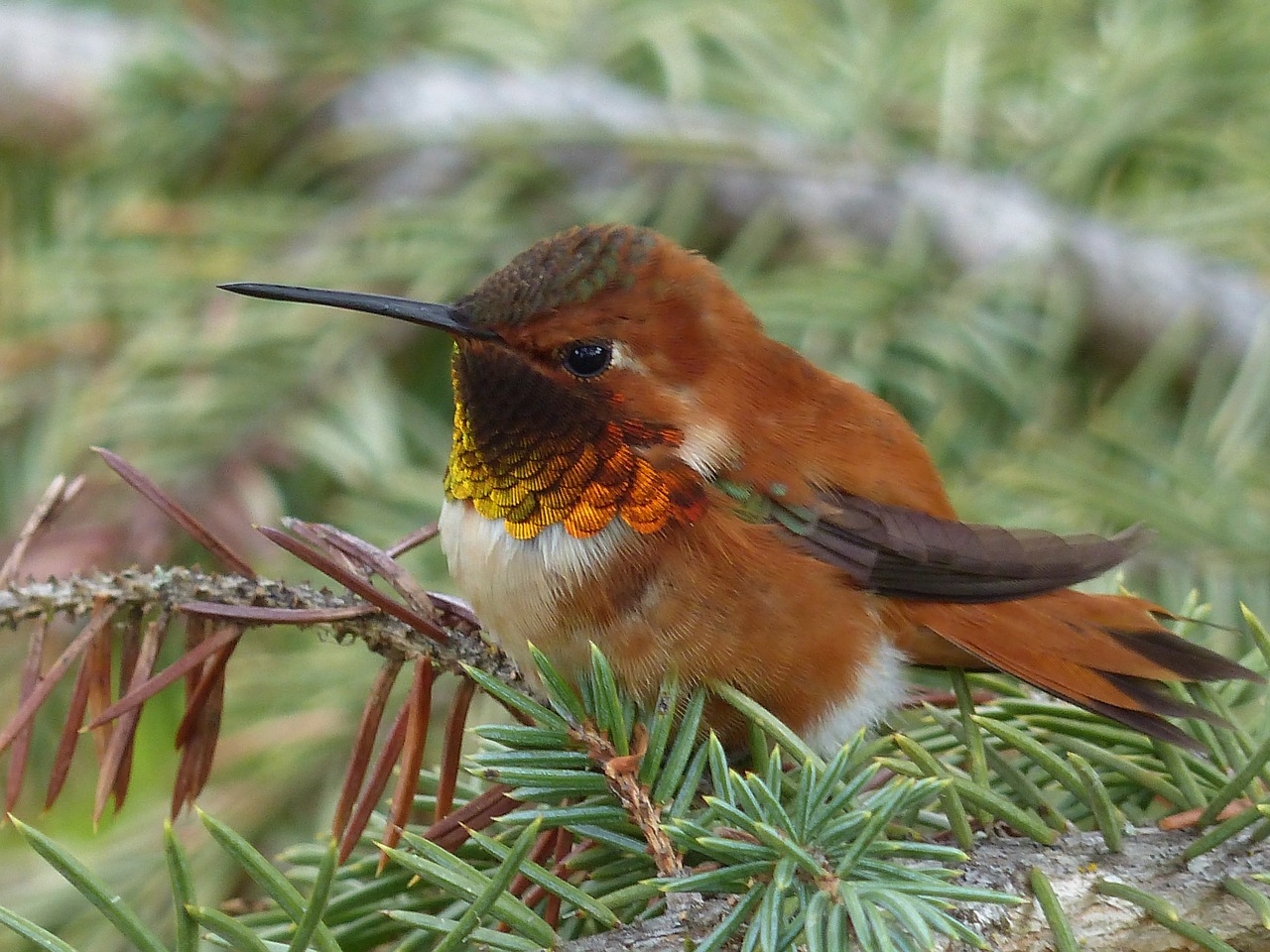 Image - hummingbird bird feathered small