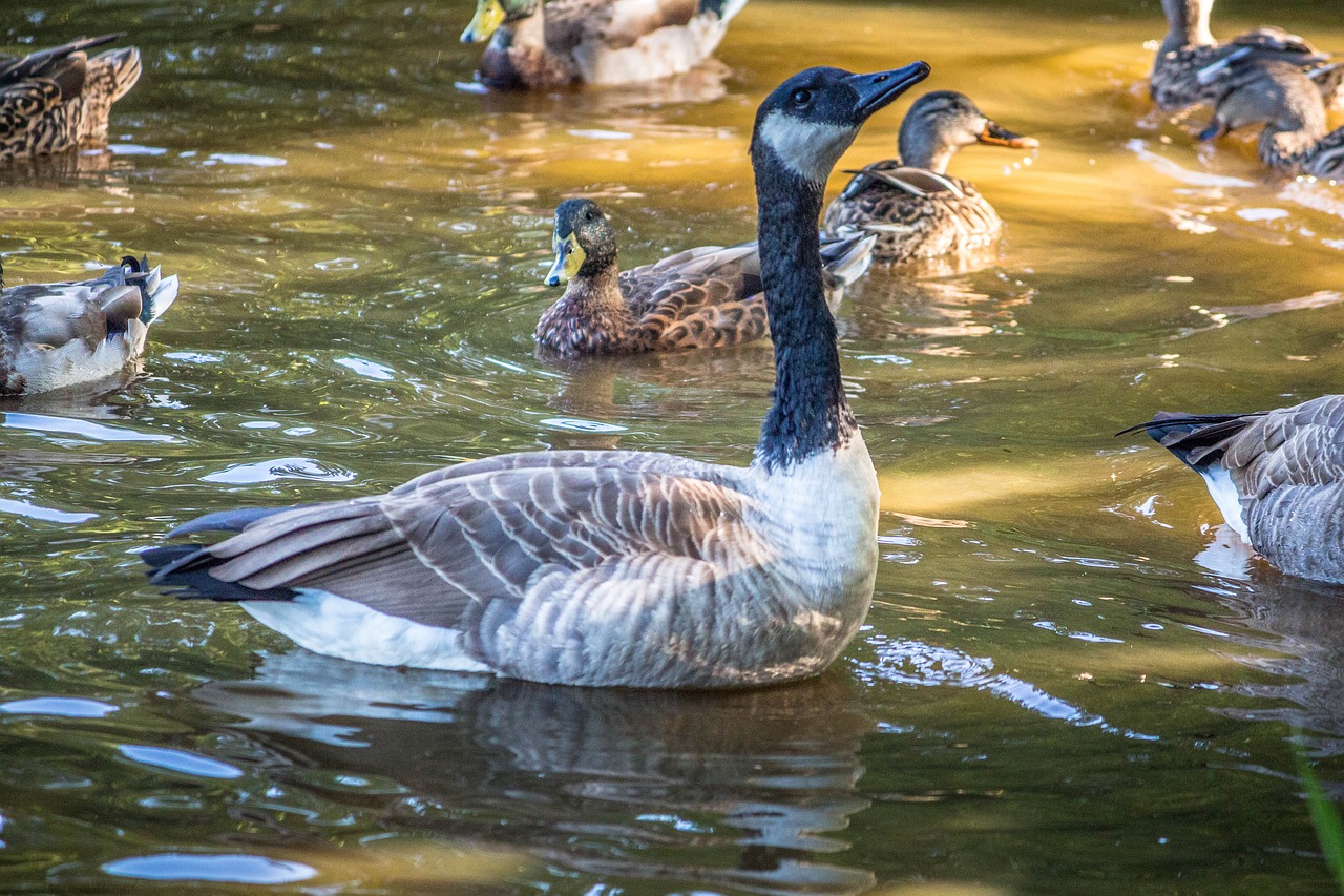 Image - ducks lake geese bathing nature