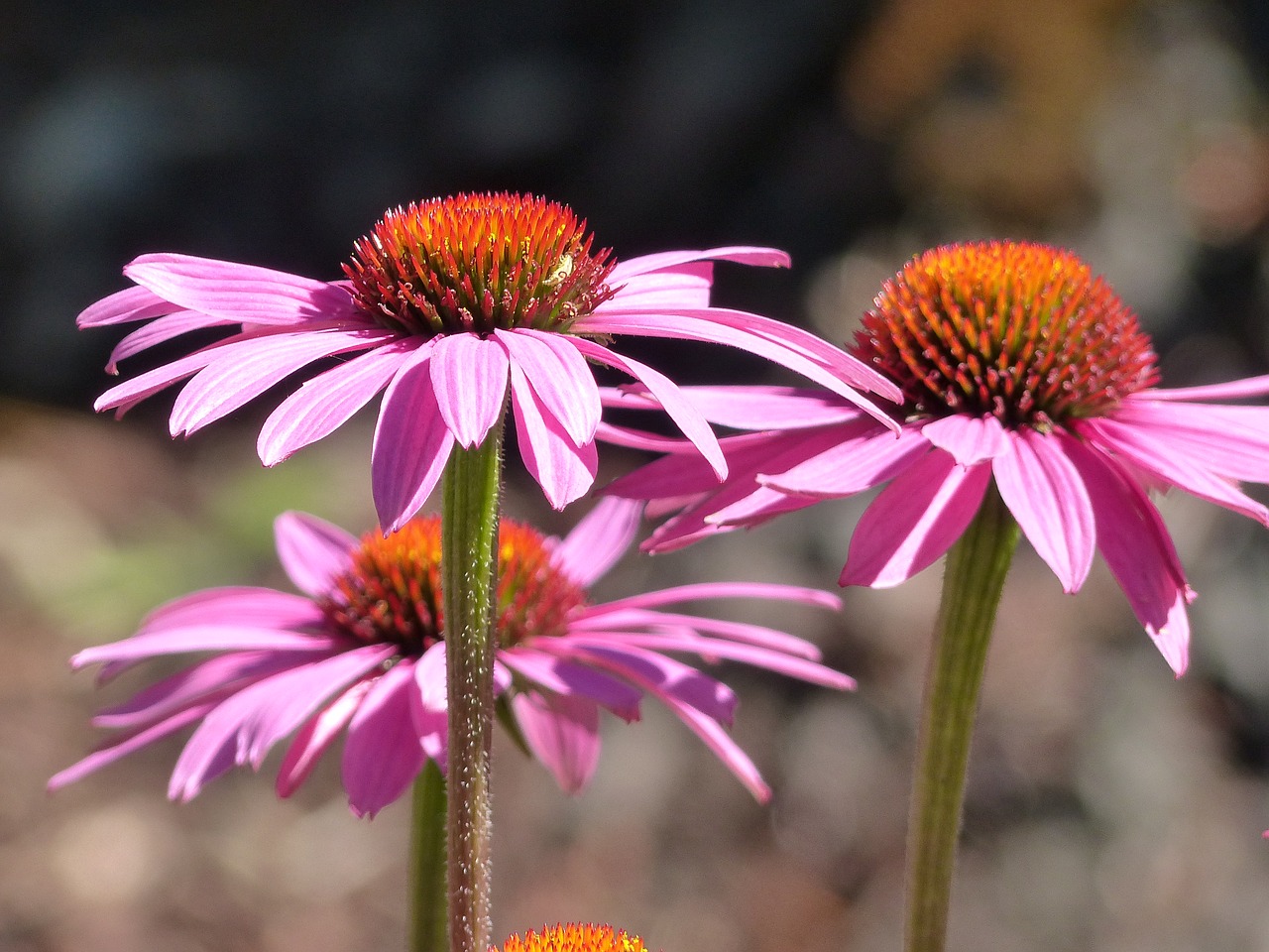 Image - cone flower echinacea pink nature