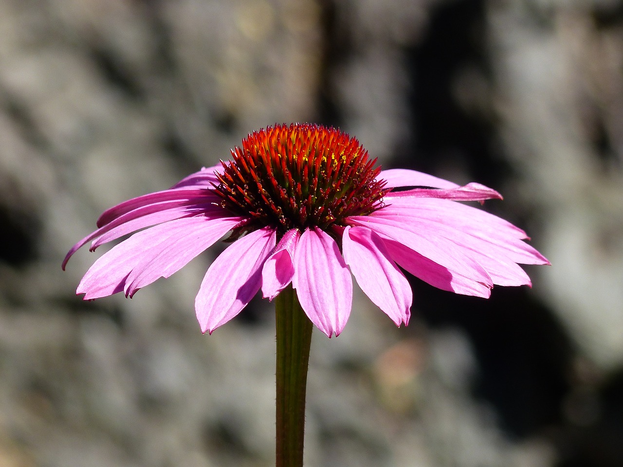 Image - cone flower echinacea pink nature