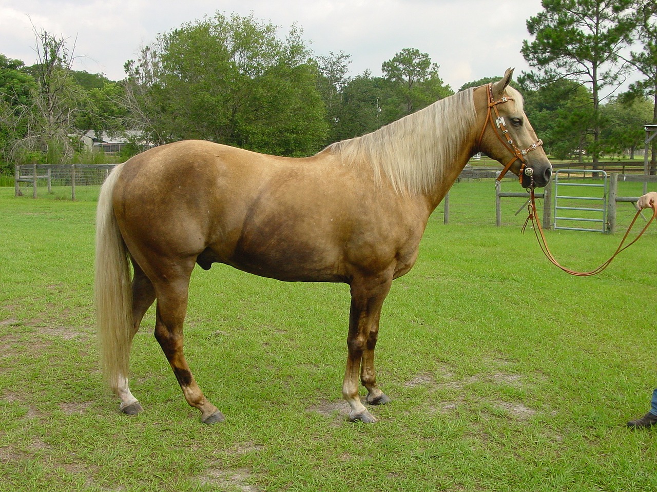Image - palomino horse mare stallion mane