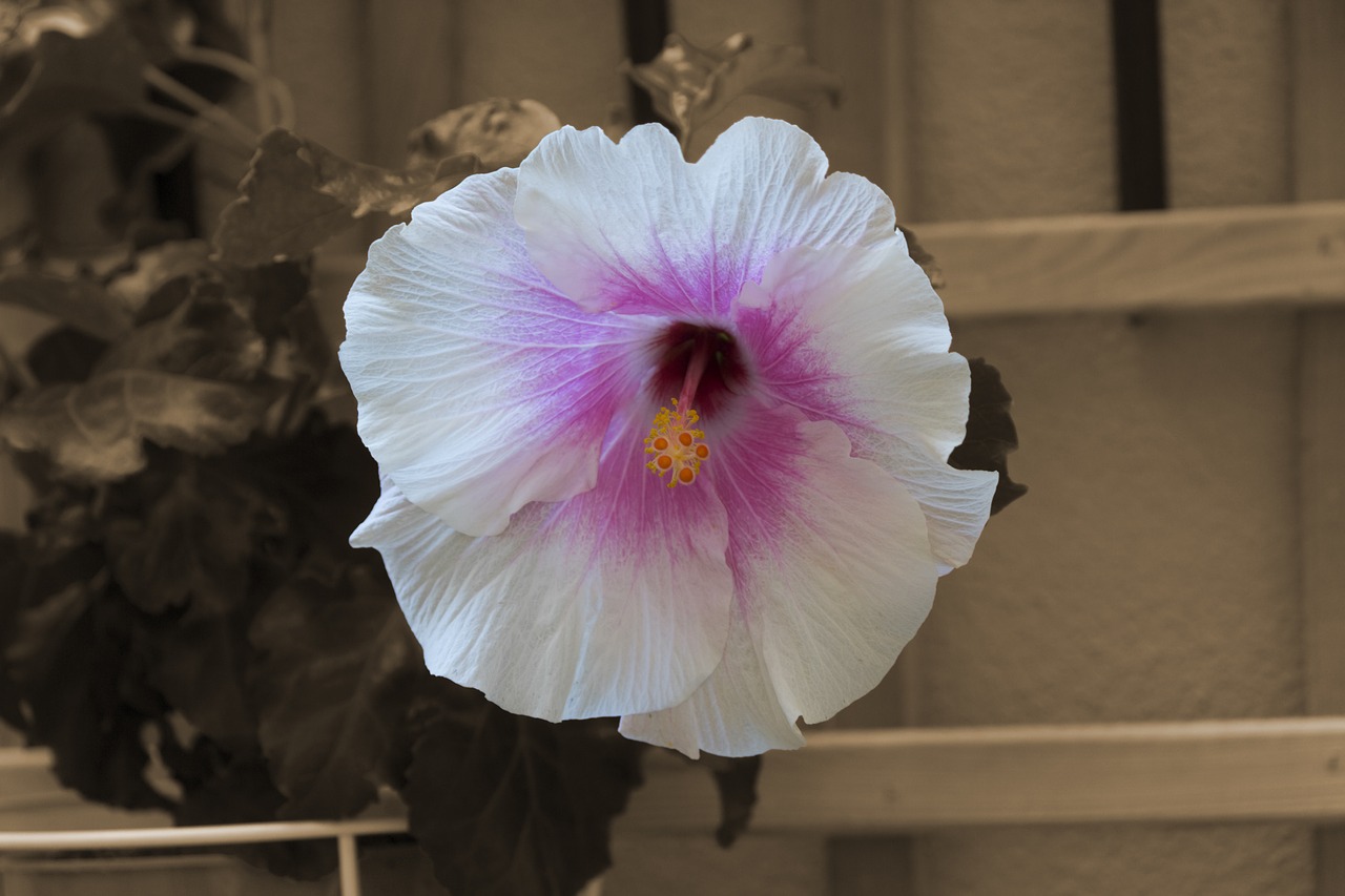 Image - flower autumn hibiscus nature