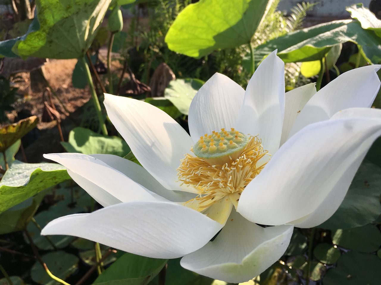Image - lotus blooming curve white yellow