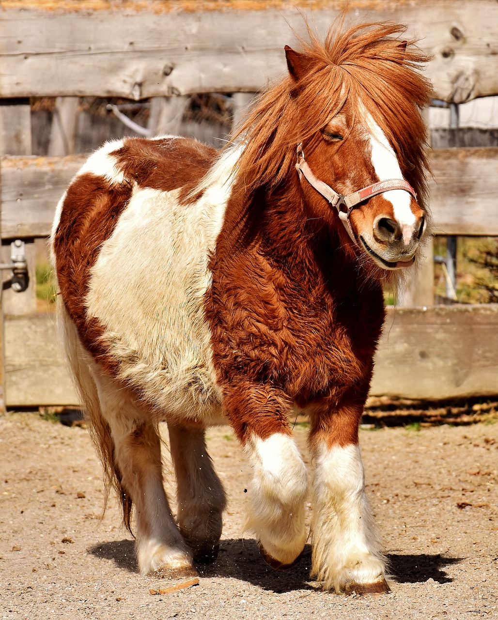 Image - pony horse cute animal funny