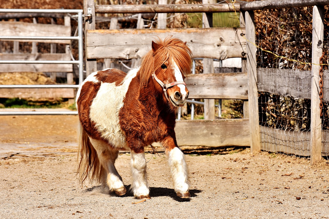 Image - pony horse cute animal funny