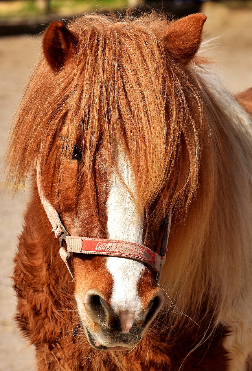 Image - pony horse cute animal funny