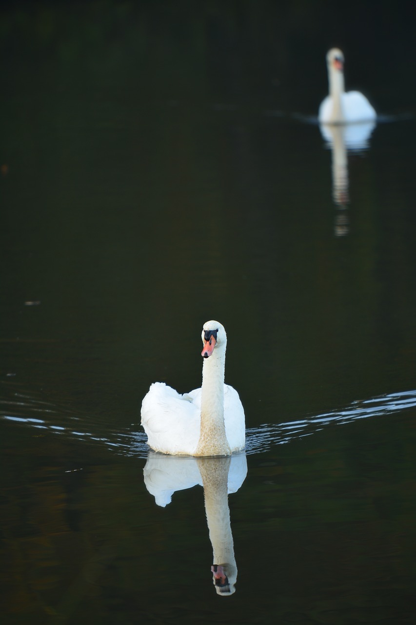 Image - swan nature swans nature reserve