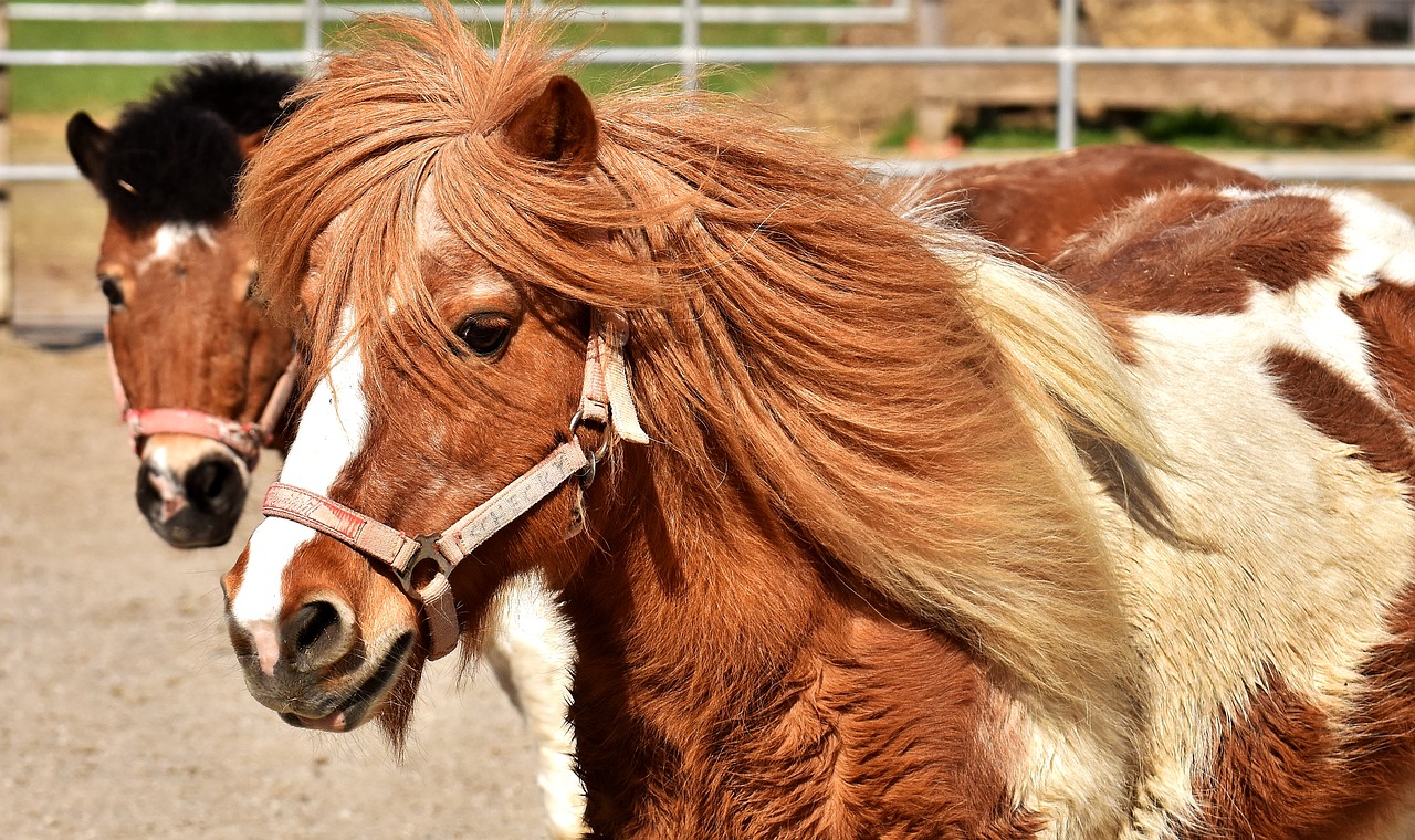 Image - pony horse cute animal funny