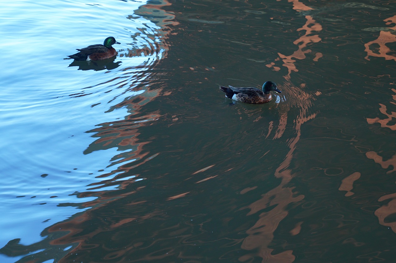 Image - reflection ducks melbourne city