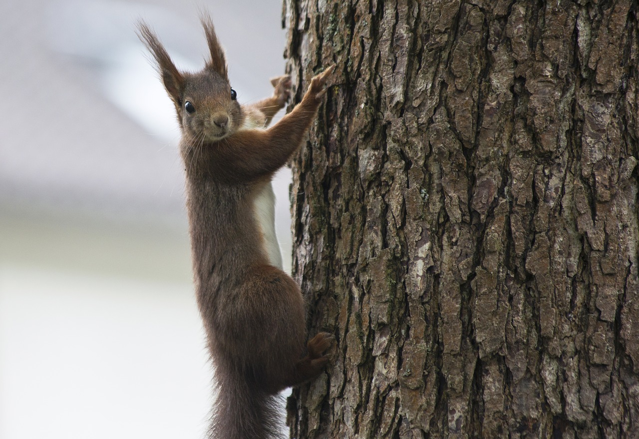 Image - squirrel animal nature forest tree