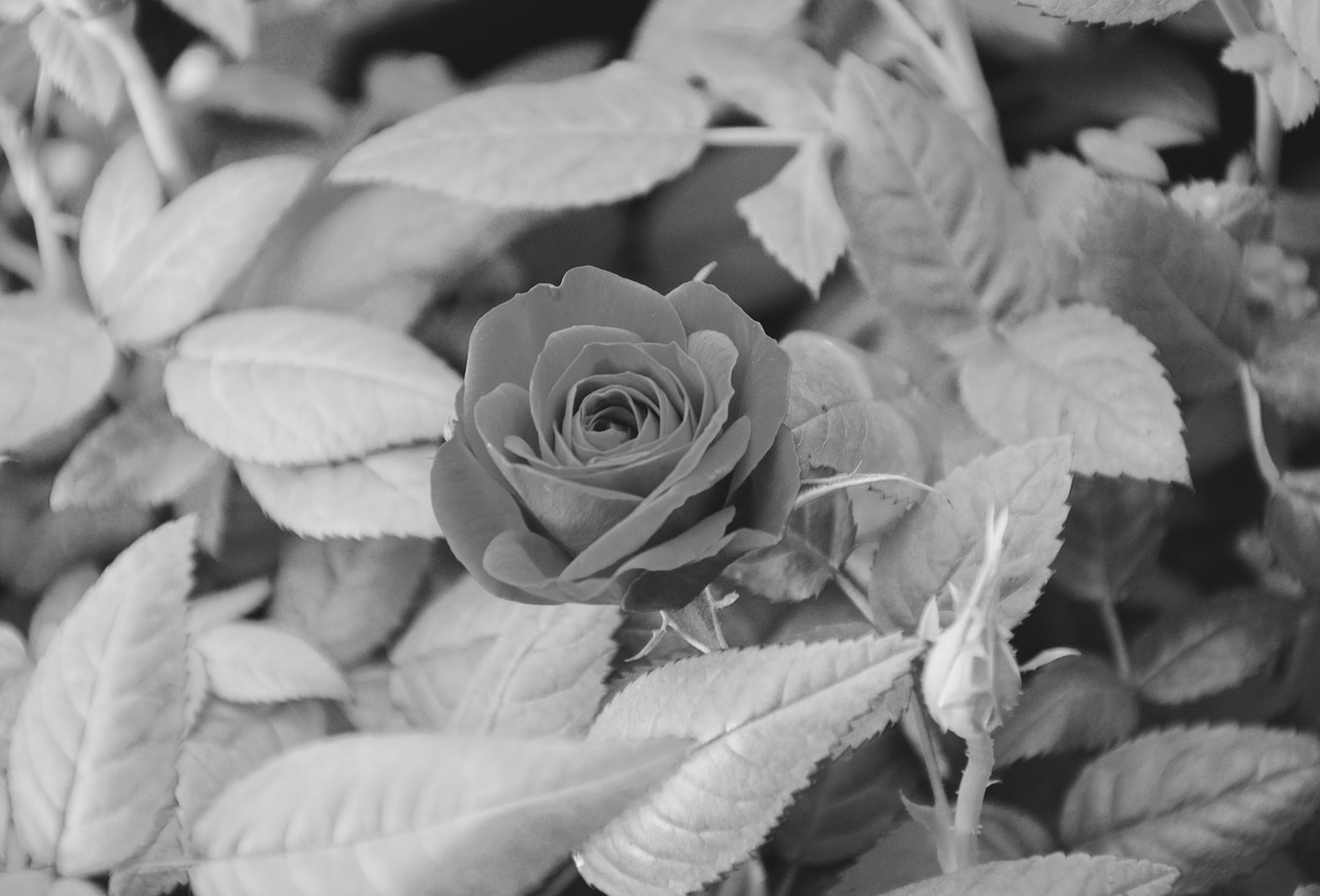 Image - pink photo black white offer nature