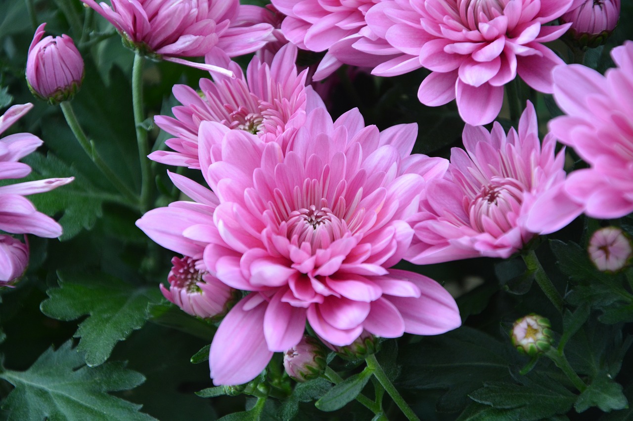 Image - flowers flower chrysanthemums pink