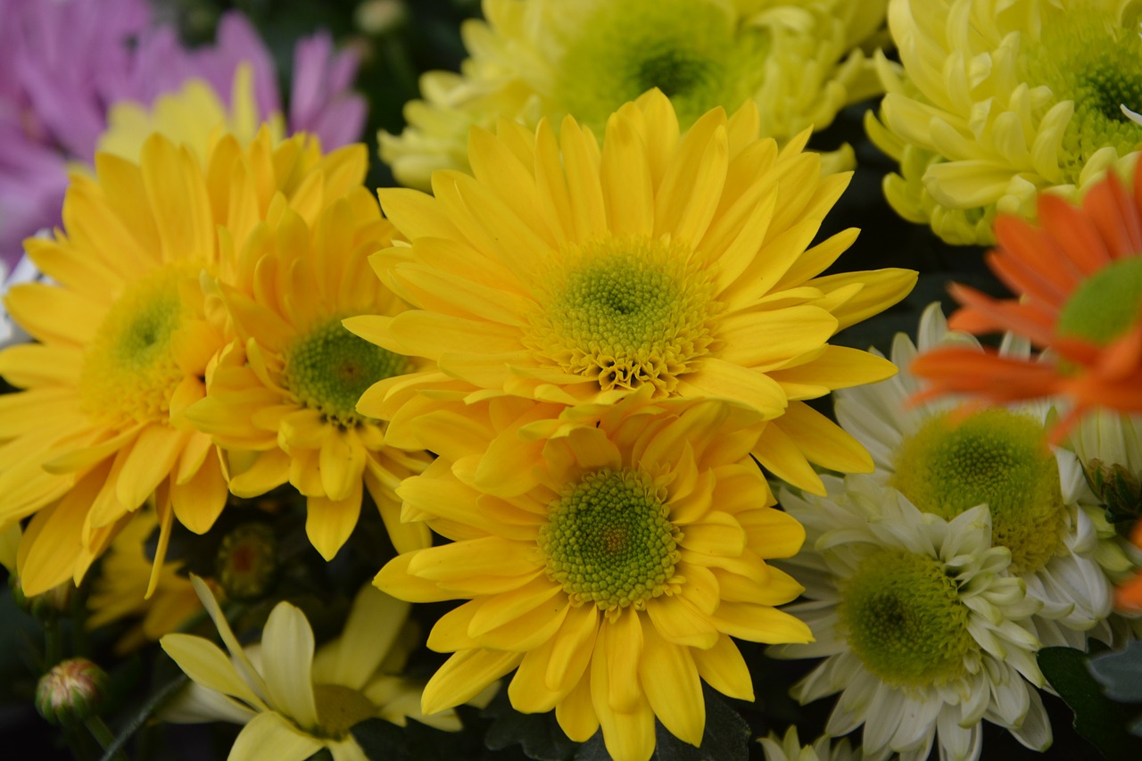 Image - flowers flower chrysanthemums yellow