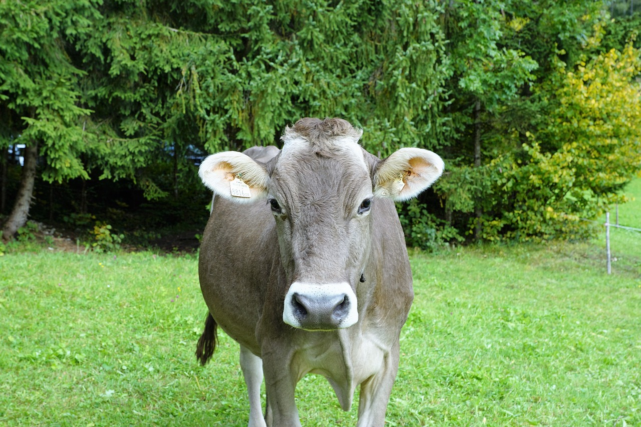 Image - cow milk agriculture beef farm