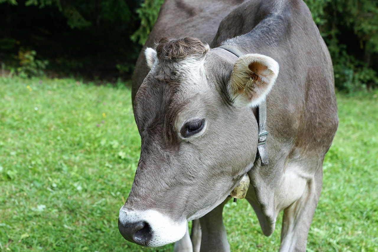 Image - cow milk agriculture beef farm