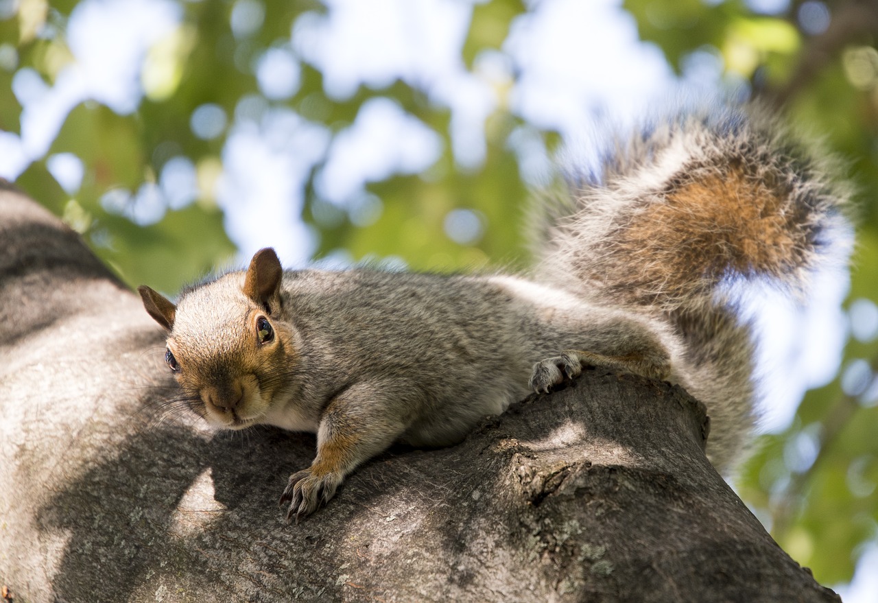 Image - cheeky squirrel boston wildlife