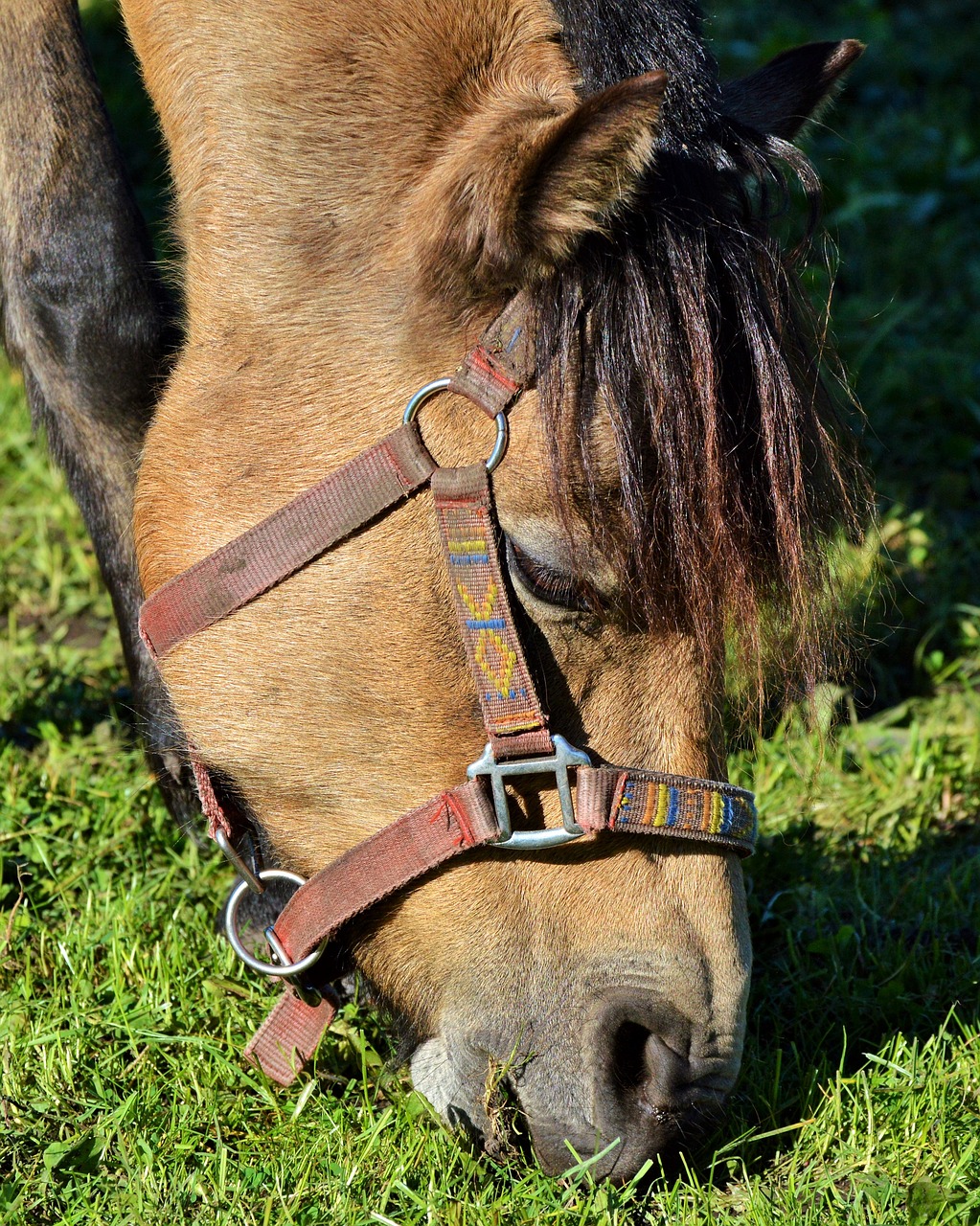 Image - horse pony ride reiter equestrian