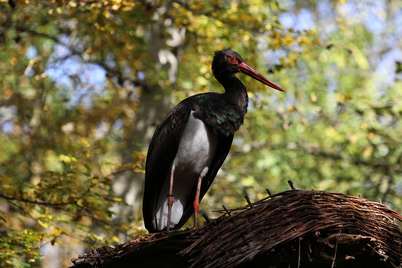 Image - black stork bird stork black