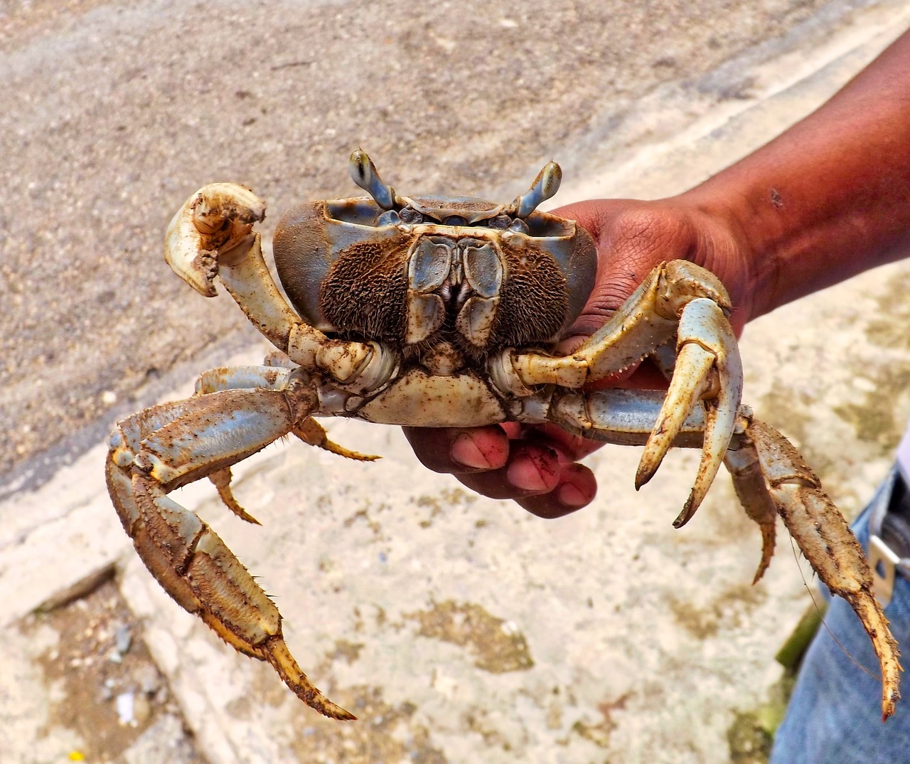 Image - crab animal hand sea ocean marine