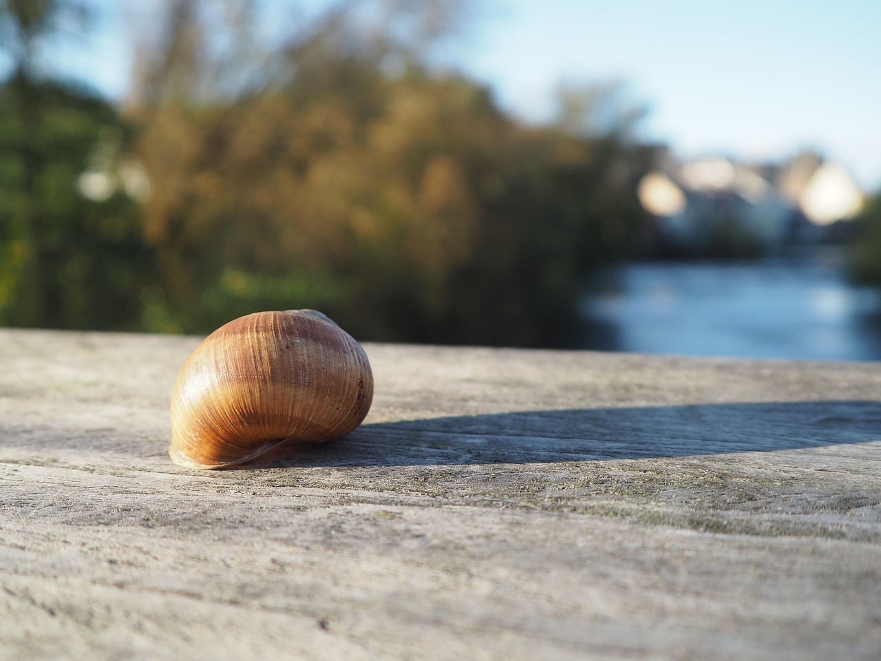 Image - snail shell snail shell