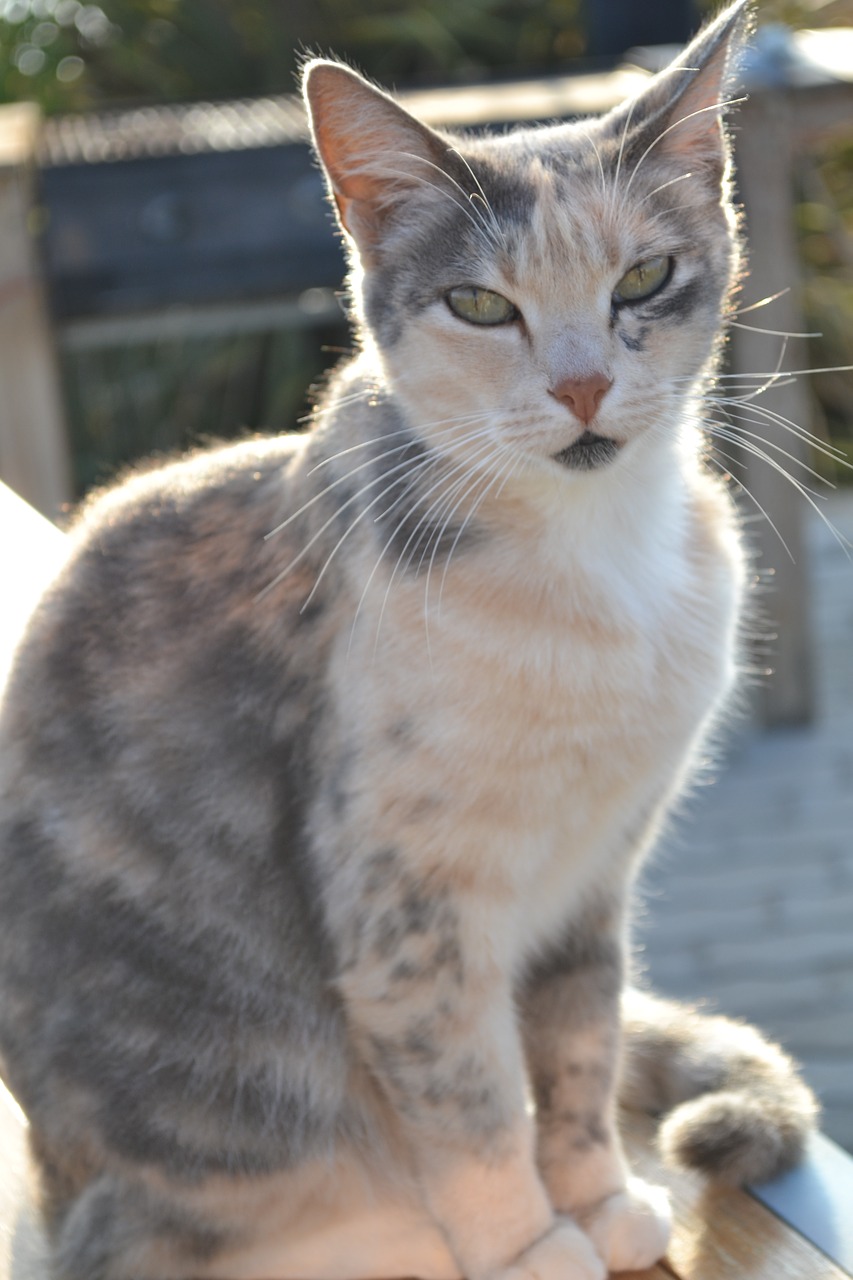 Image - cat loves sun