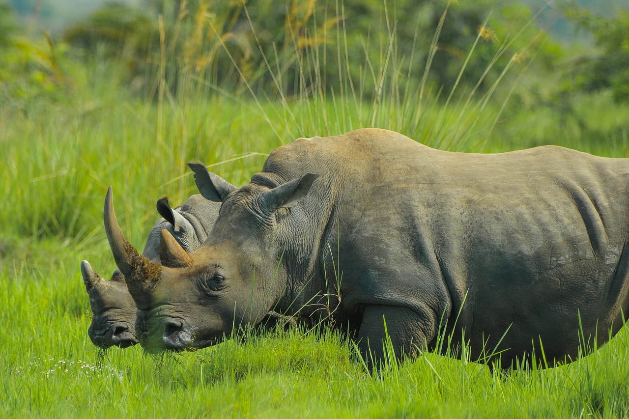 Image - rhino uganda nature photos