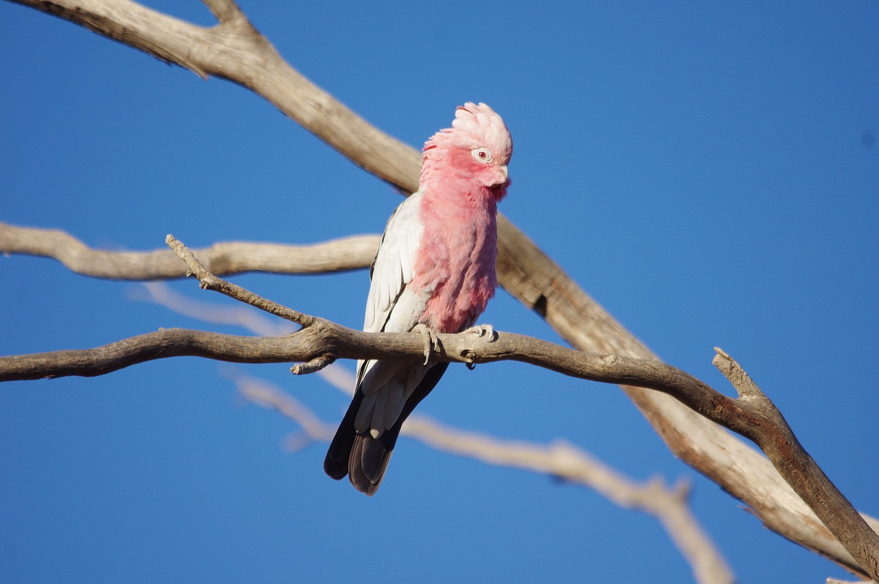 Image - australia galah bird pink