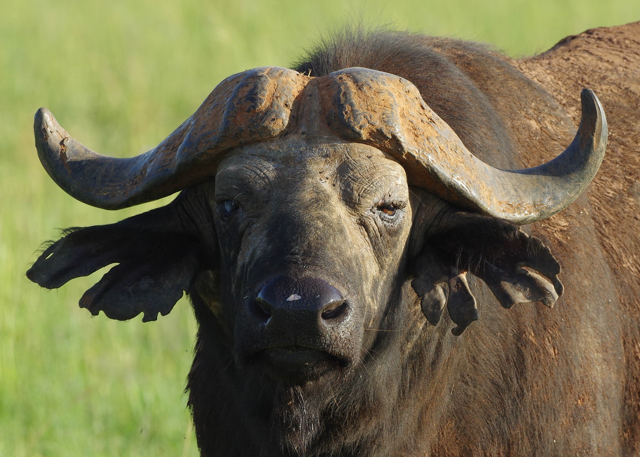 Image - buffalo close head safari uganda