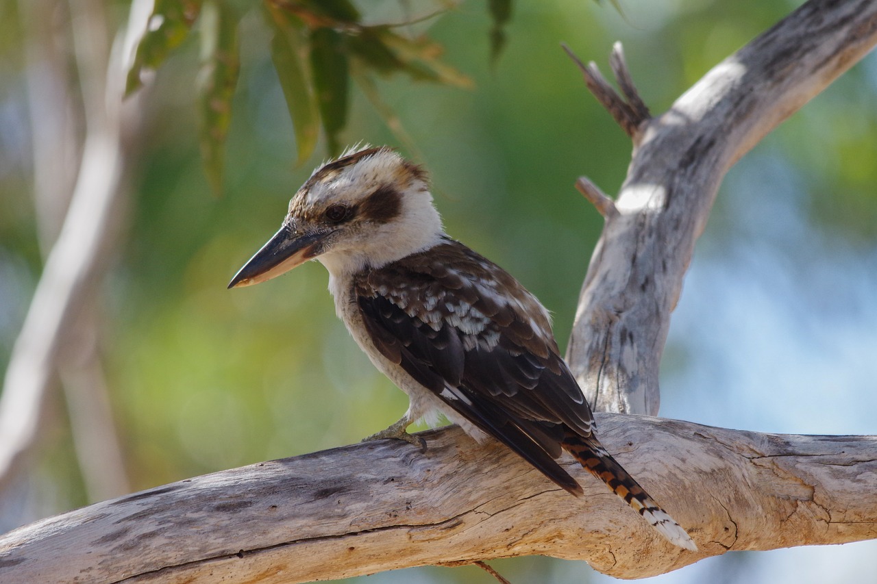 Image - lachender hans bird australia