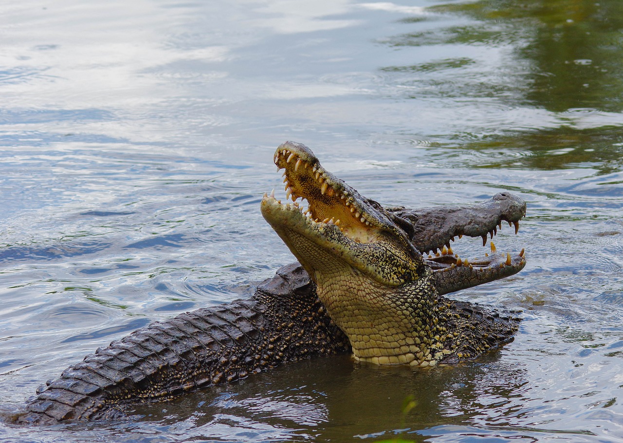 Image - crocodile cuba animal reptile