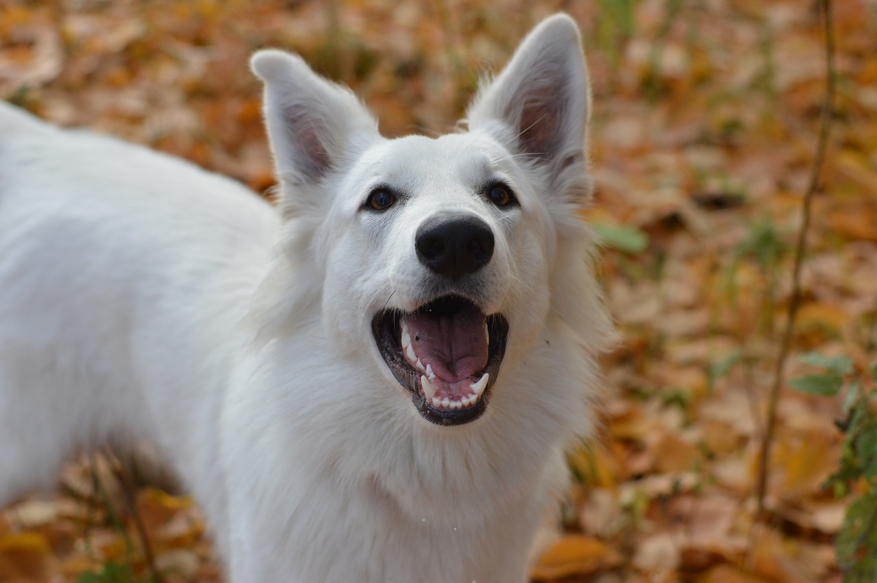 Image - swiss white shepherd white dog