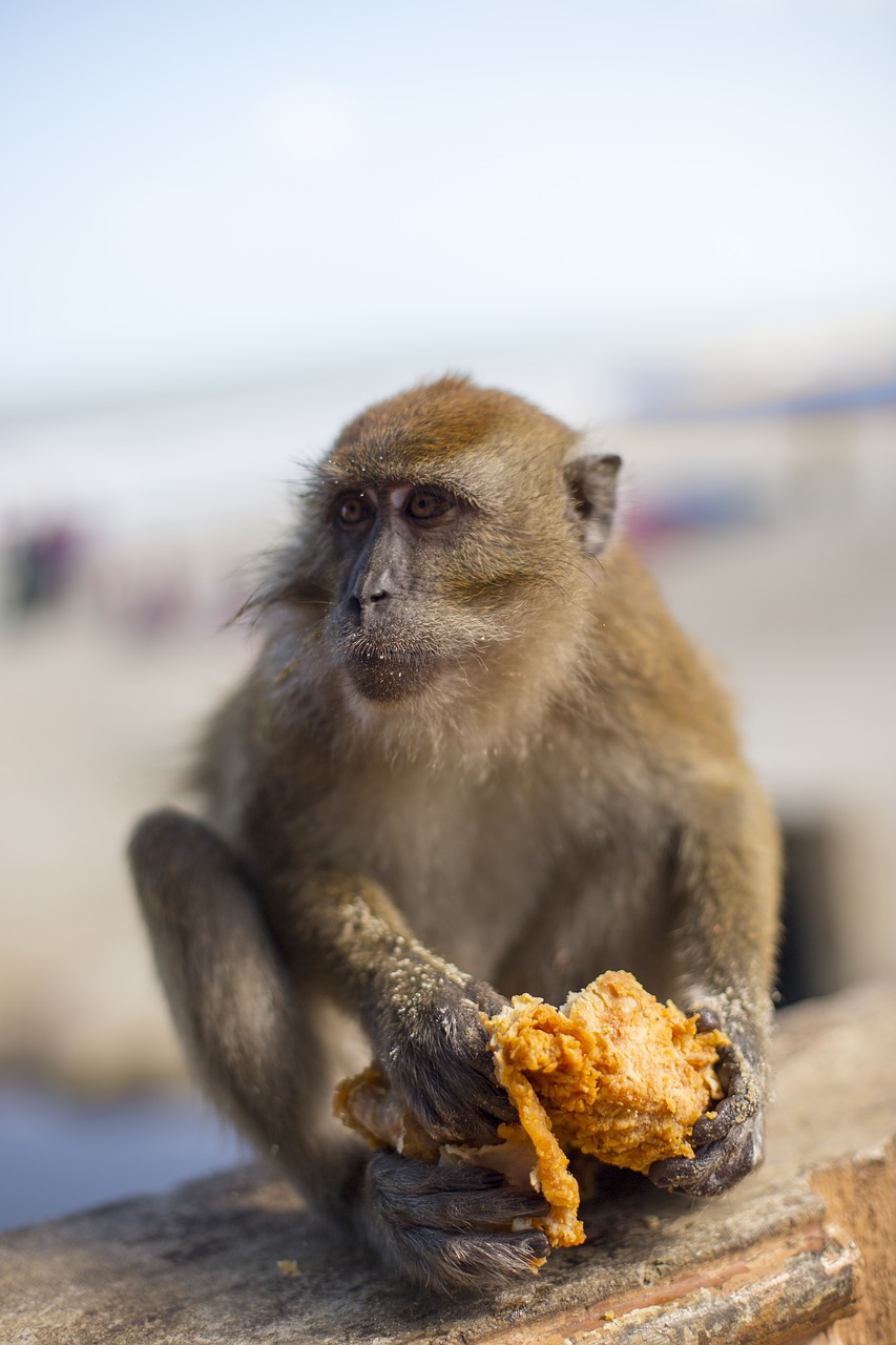 Image - monkey kfc junk food