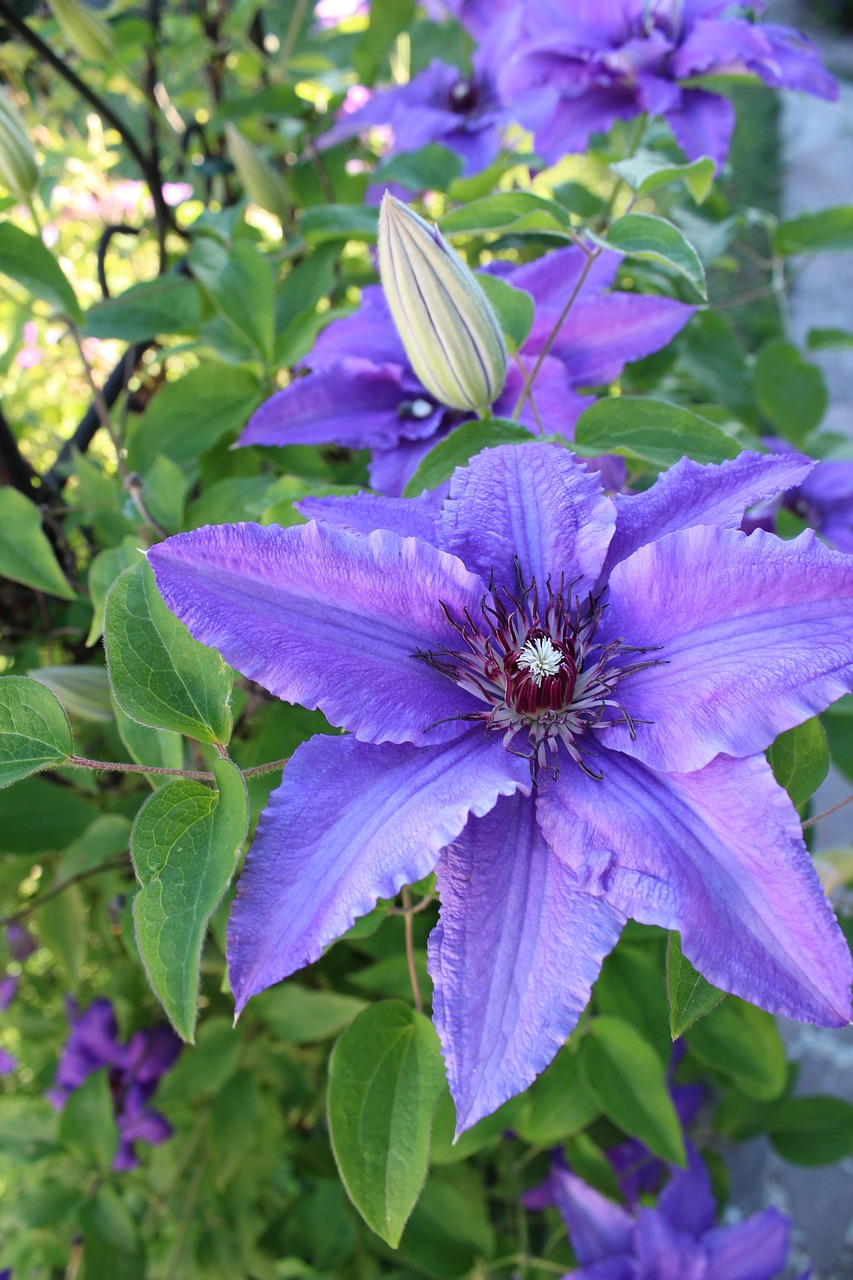 Image - purple green flower clematis