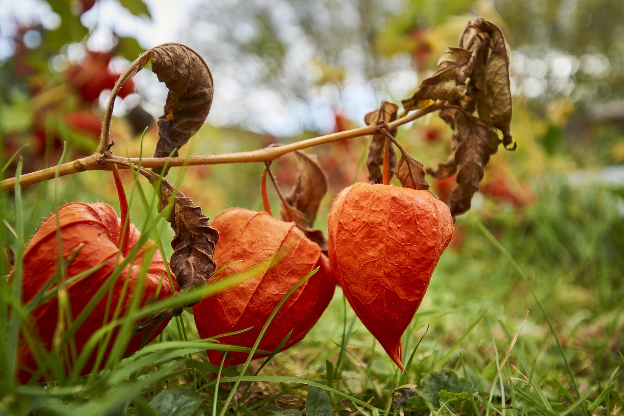 Image - autumn physalis orange lampionblume