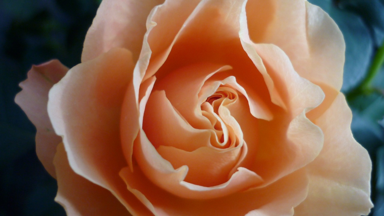 Image - rose flower apricot coloured