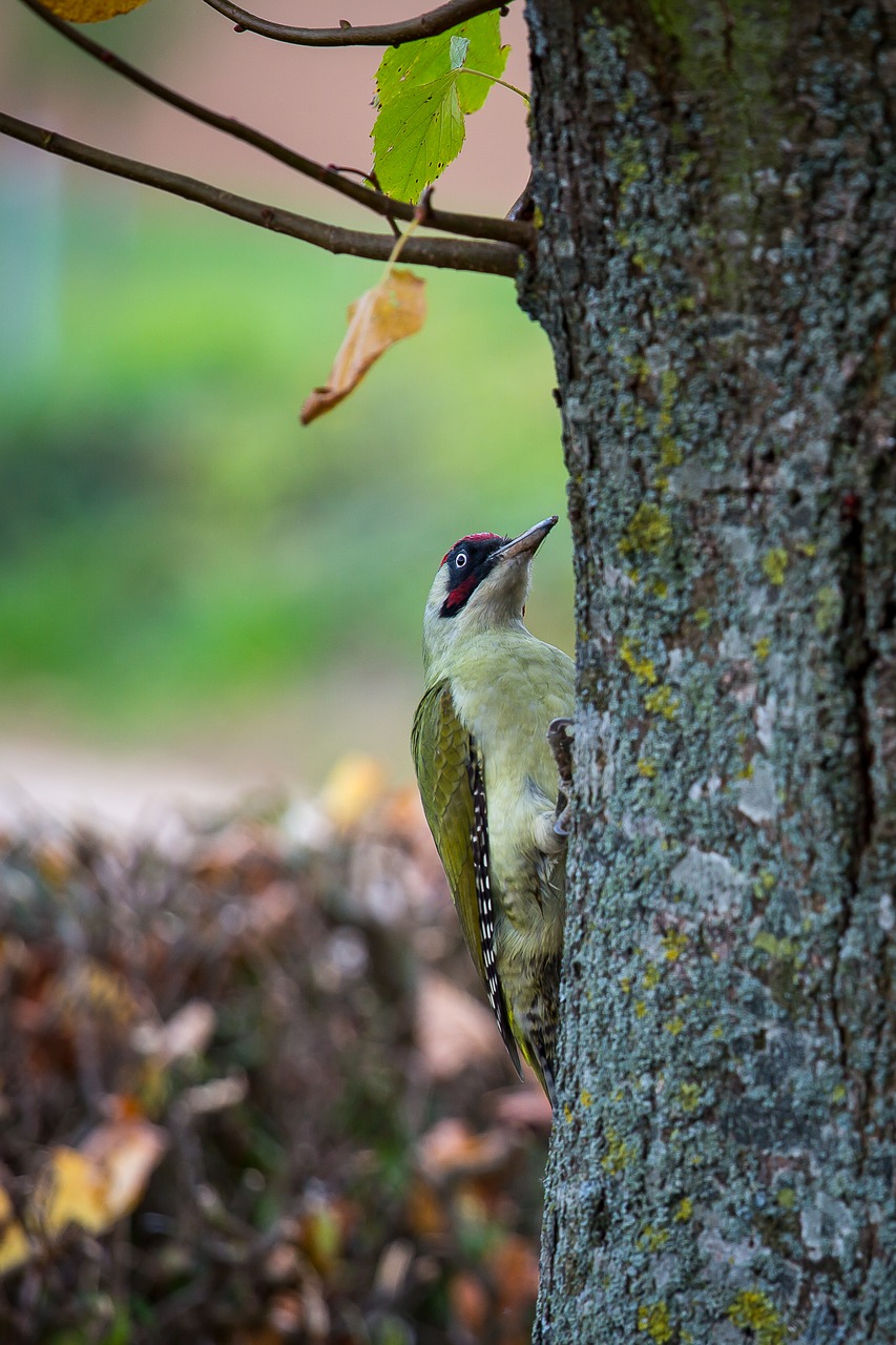 Image - green woodpecker picus viridis