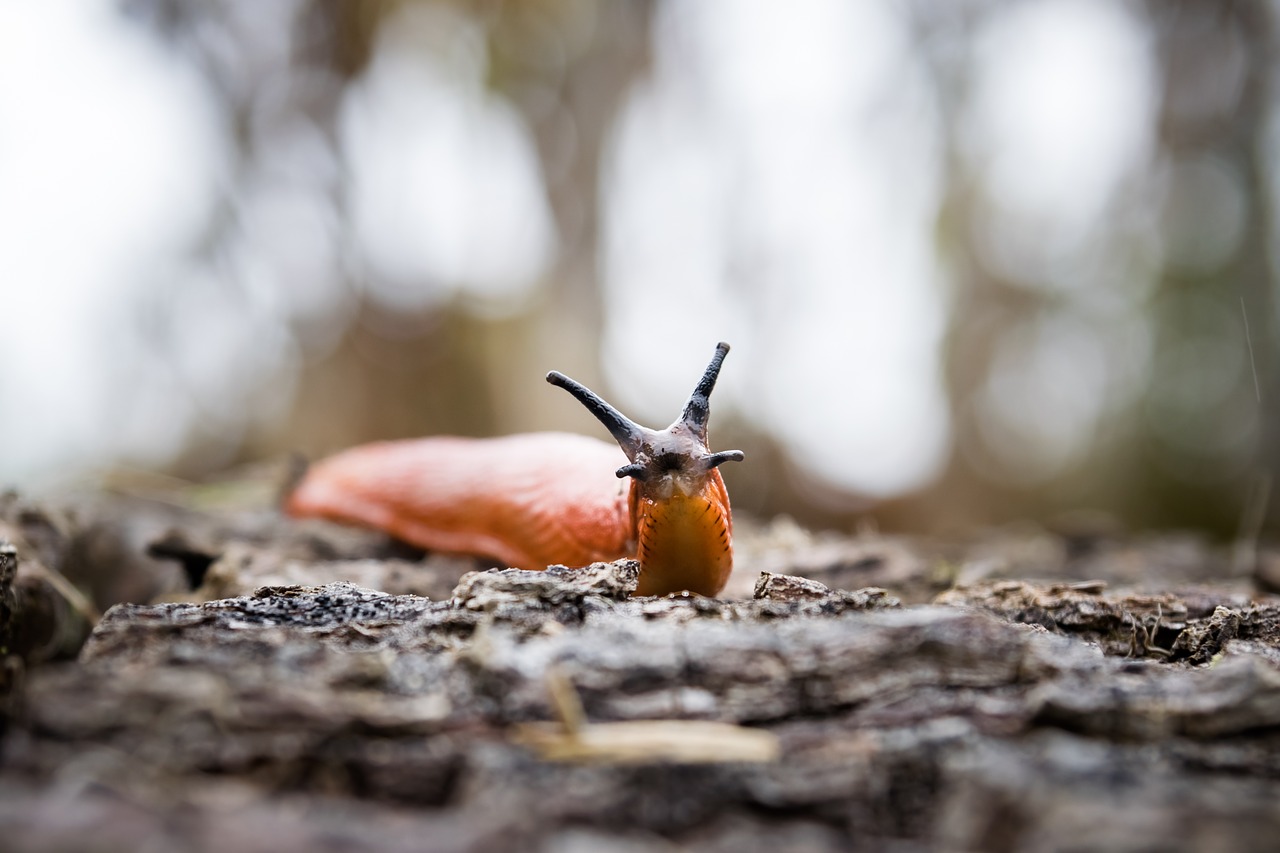 Image - slug nature forest animal