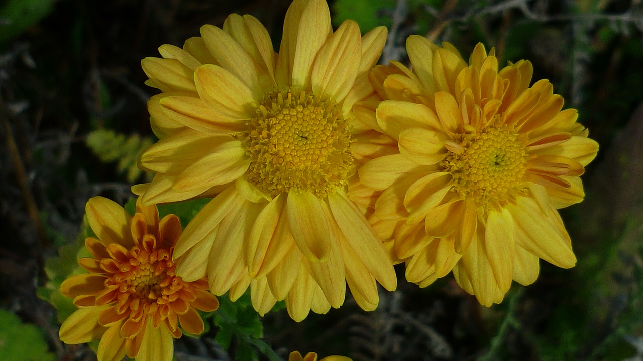 Image - aster flower yellow meadow planted