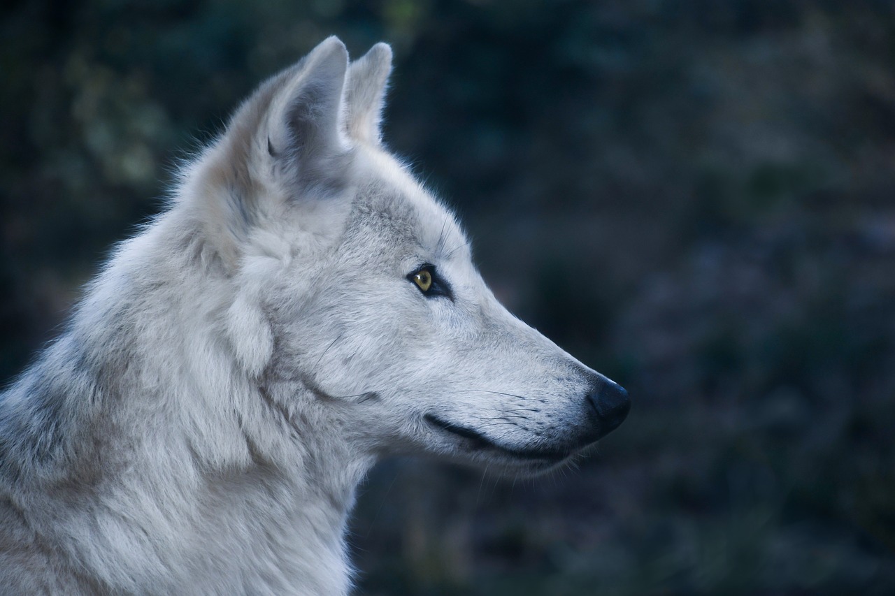 Image - wolf head profile predator