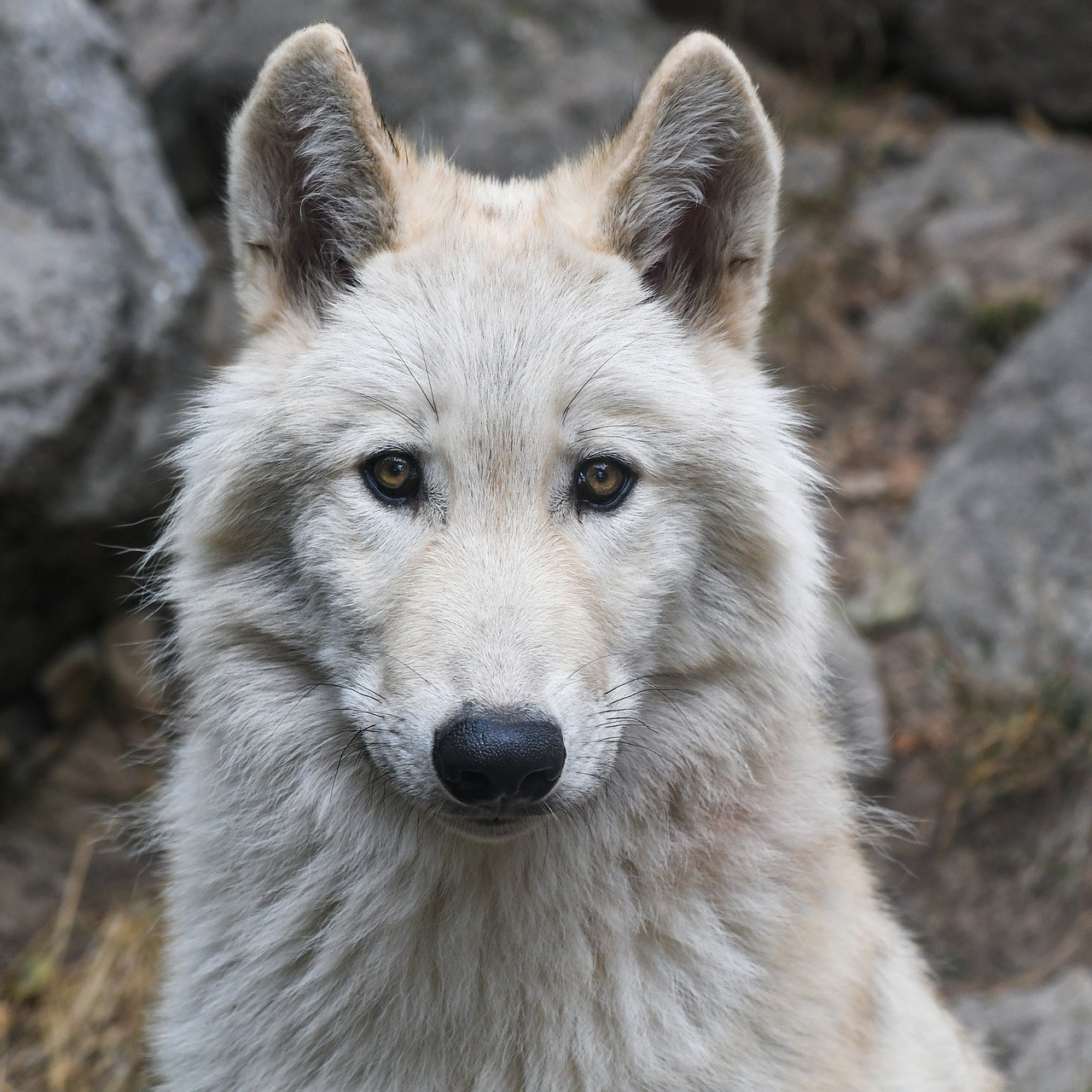 Image - wolf portrait predator head