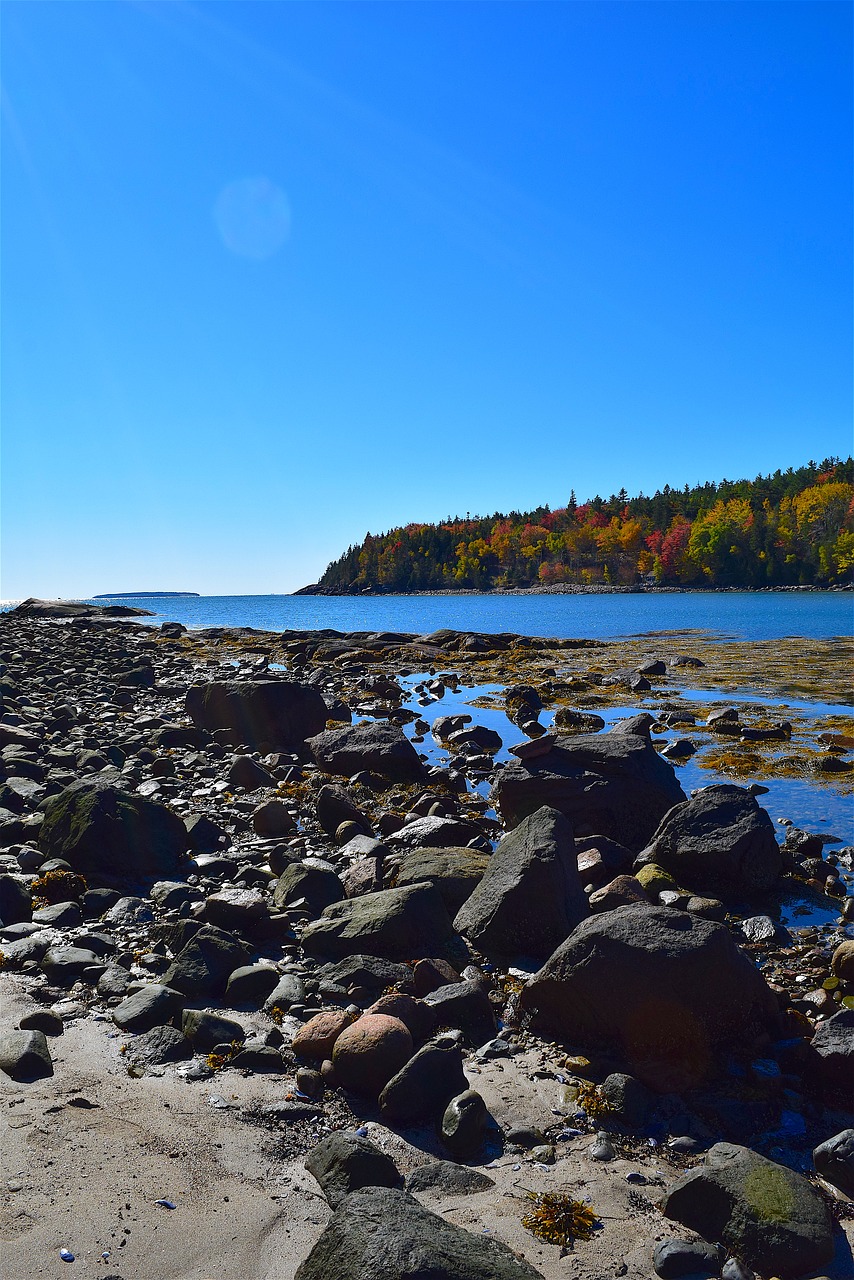 Image - shore rocks ocean pine trees maine