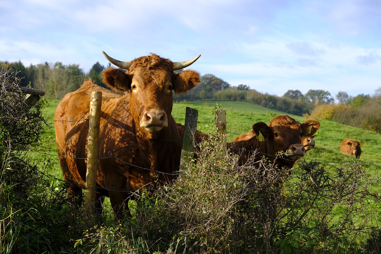 Image - animals cows cattle flock fence