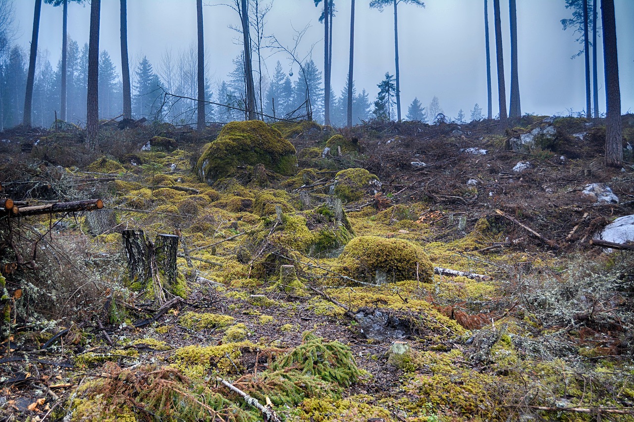 Image - moss forest autumn finnish nature