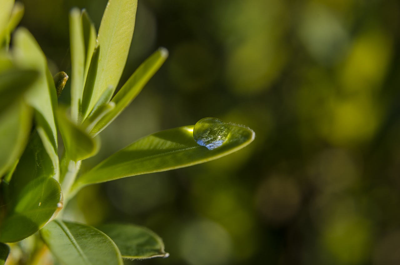 Image - leaf plant drop green green leaf