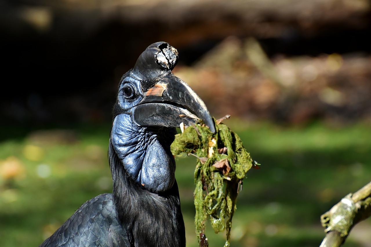 Image - ground hornbill bird feather