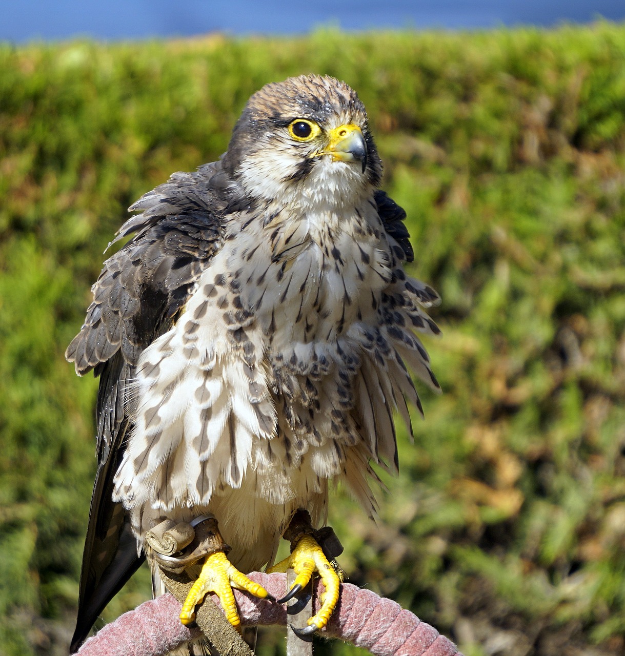 Image - bird of prey ave feathers animal