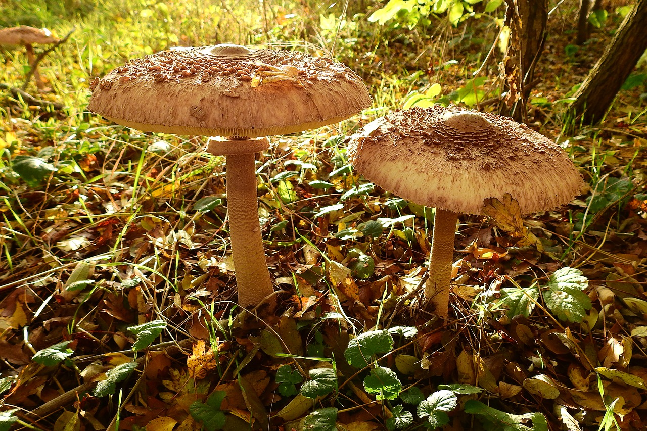 Image - mushrooms owls nature closeup