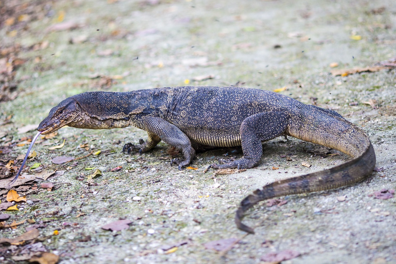 Image - reptile singapore natural wildlife