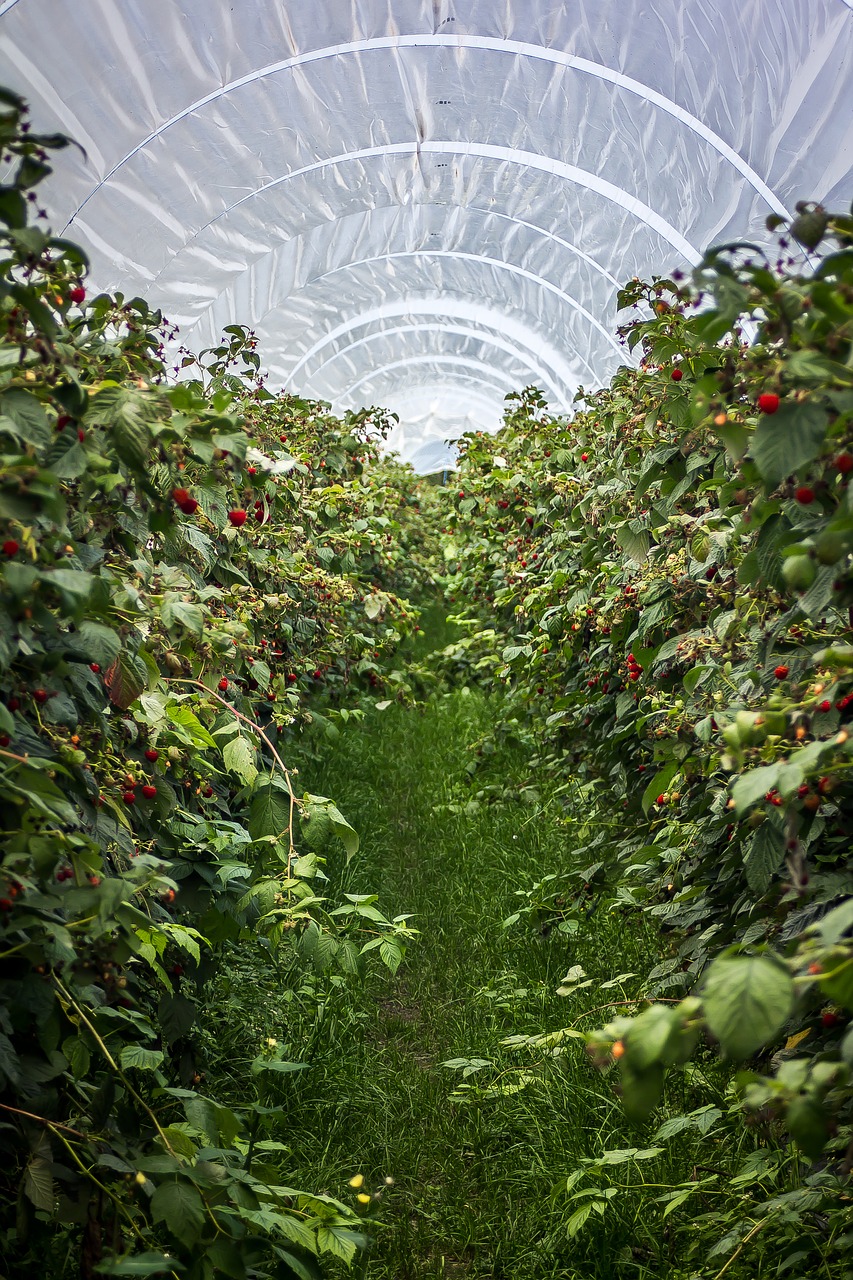 Image - raspberries raspberry field plant