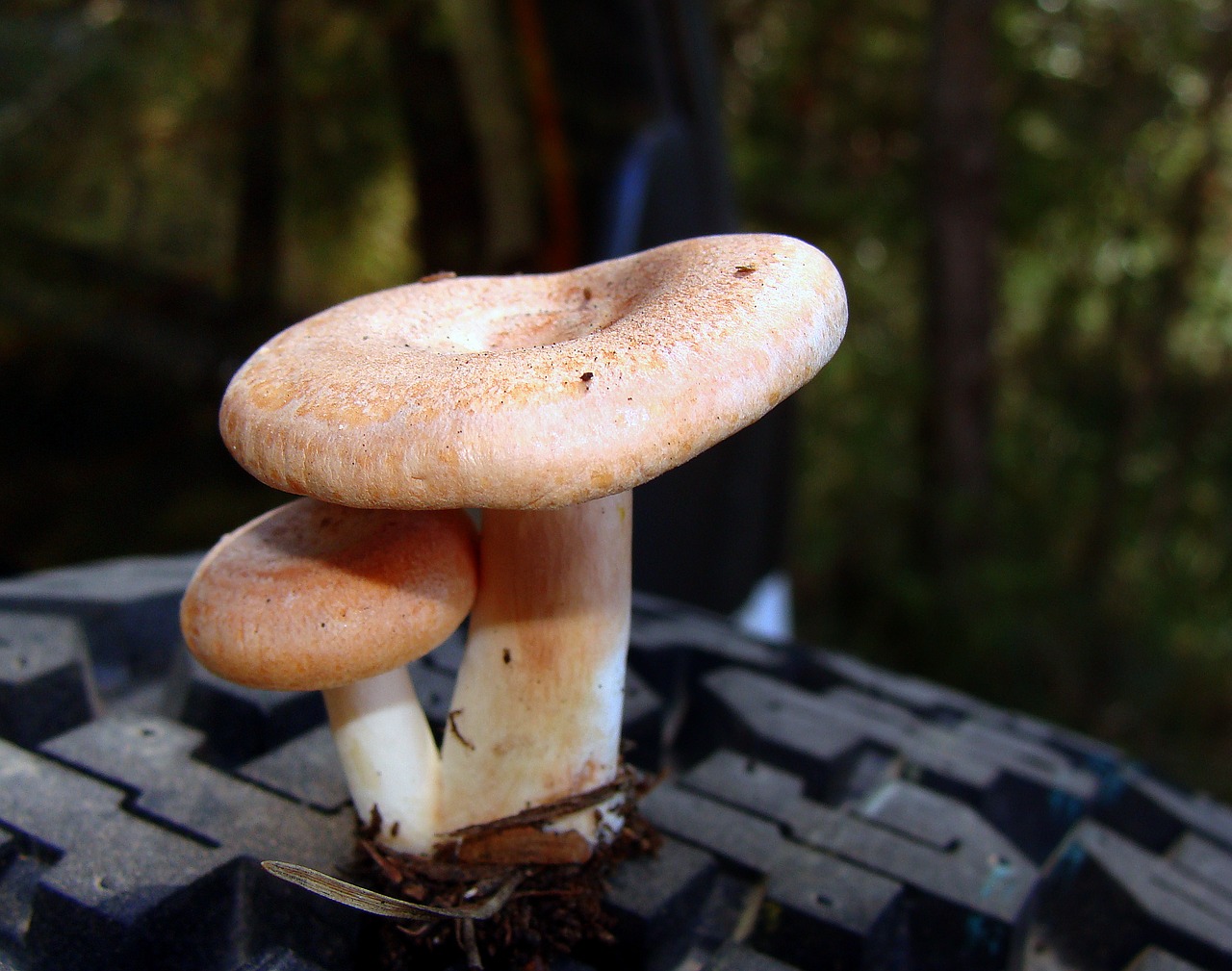 Image - mushroom boletus autumn fungi grow